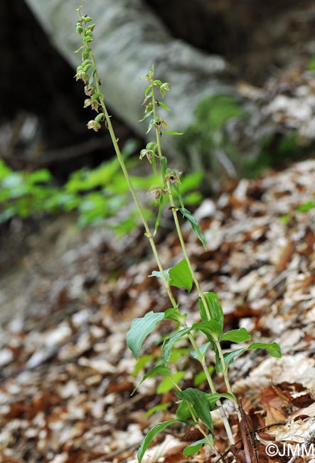 Epipactis leptochila var. neglecta