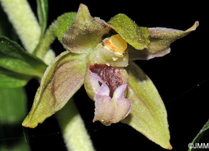 Epipactis leptochila var. neglecta