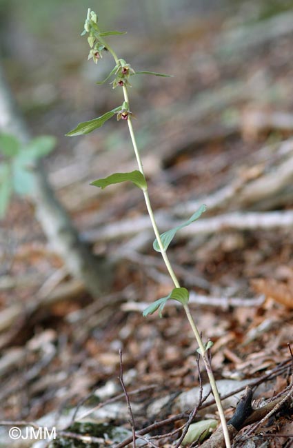 Epipactis leptochila var. neglecta