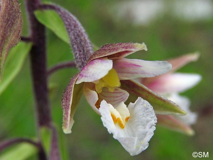 Epipactis palustris