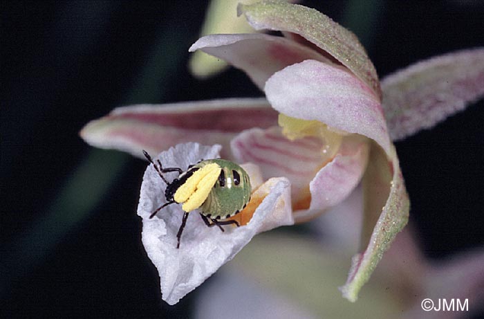 Epipactis palustris