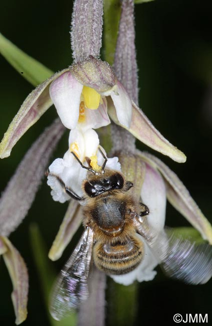 Epipactis palustris