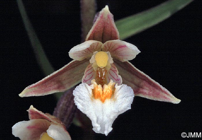 Epipactis palustris