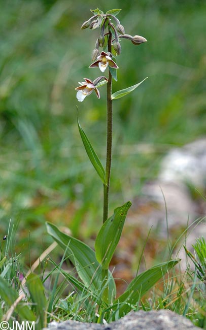 Epipactis palustris