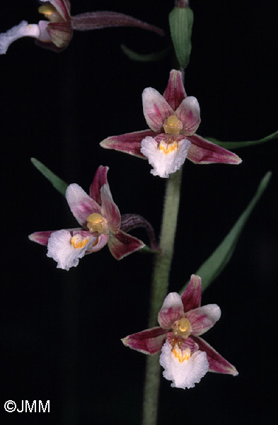 Epipactis palustris