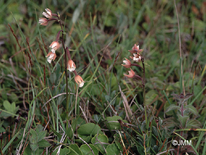 Epipactis palustris