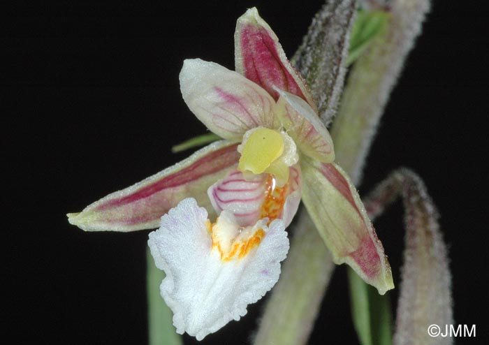 Epipactis palustris