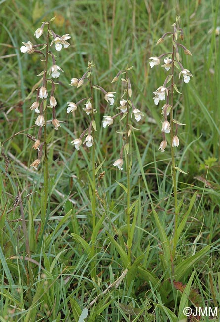 Epipactis palustris