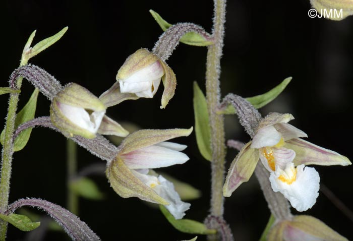 Epipactis palustris