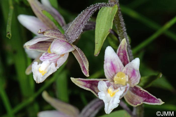 Epipactis palustris