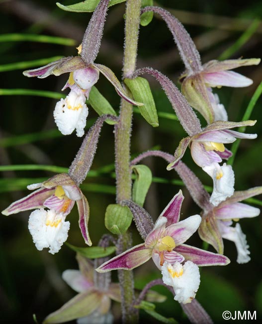 Epipactis palustris