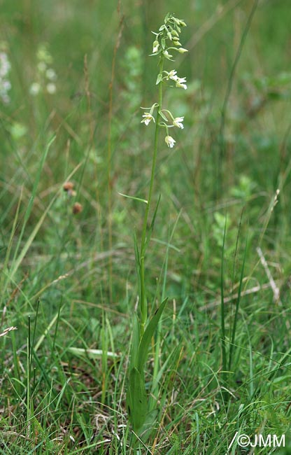 Epipactis palustris f. ochroleuca