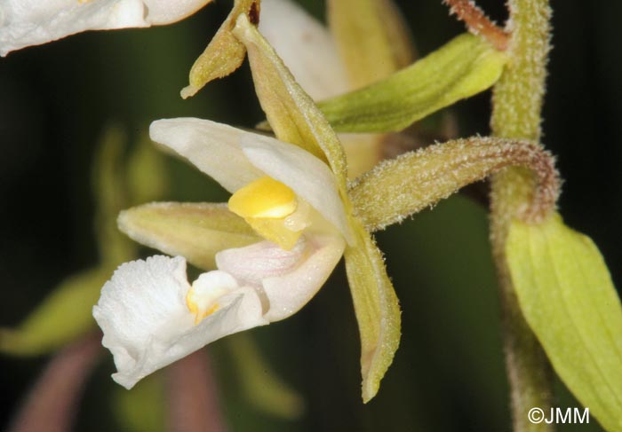 Epipactis palustris f. ochroleuca