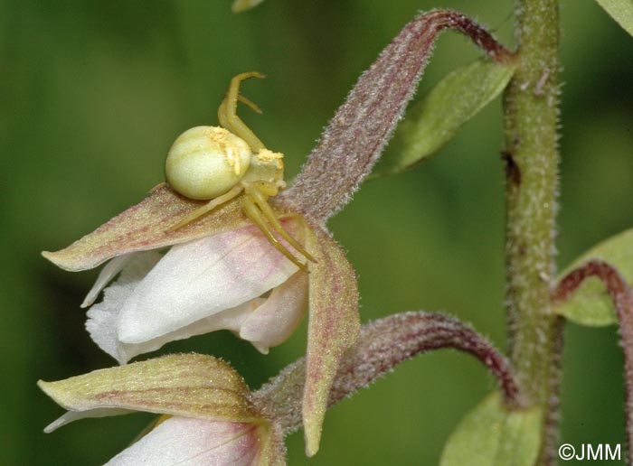 Epipactis palustris f. ochroleuca