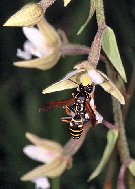 Epipactis palustris f. ochroleuca