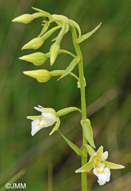 Epipactis palustris f. ochroleuca