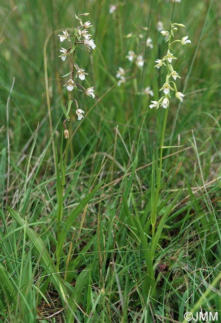 Epipactis palustris : type et sa f. ochroleuca