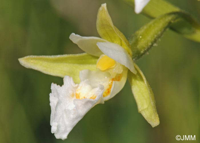 Epipactis palustris f. ochroleuca