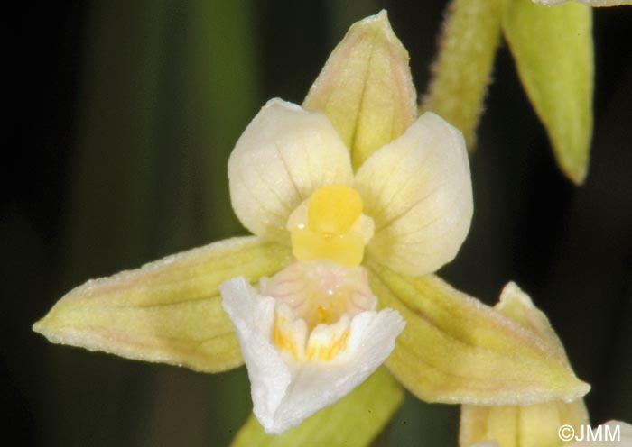 Epipactis palustris f. ochroleuca