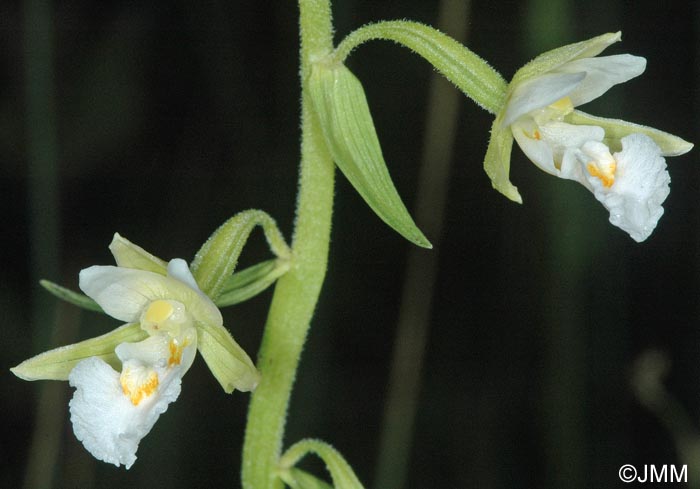 Epipactis palustris f. ochroleuca