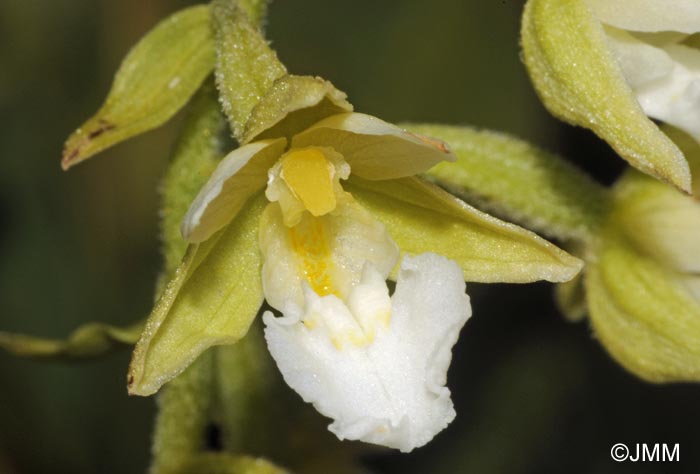 Epipactis palustris f. ochroleuca