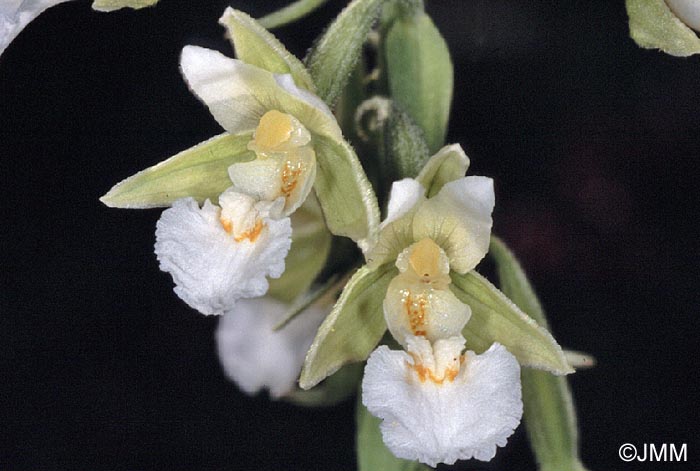 Epipactis palustris f. ochroleuca