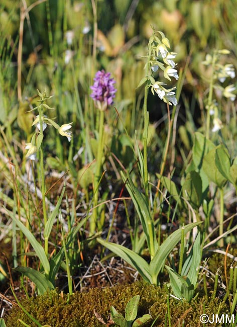 Epipactis palustris f. ochroleuca