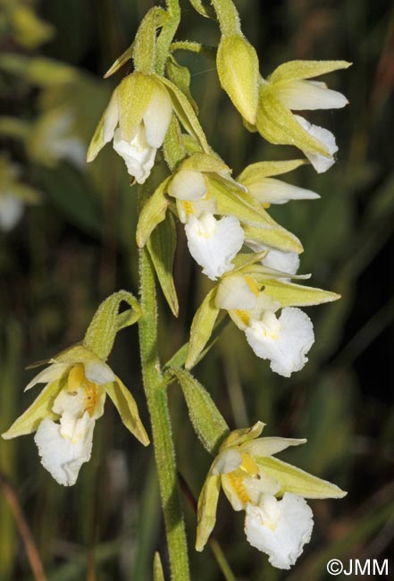 Epipactis palustris f. ochroleuca