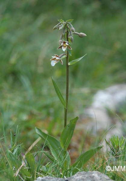 Epipactis palustris