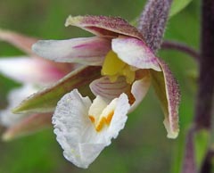 Epipactis palustris