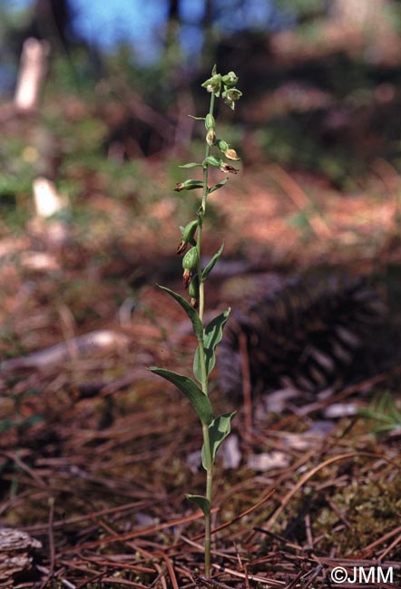 Epipactis phyllanthes var. olarionensis