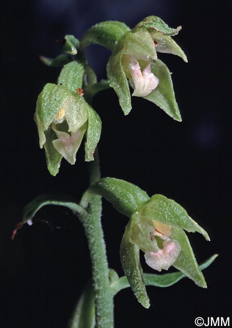 Epipactis phyllanthes var. olarionensis