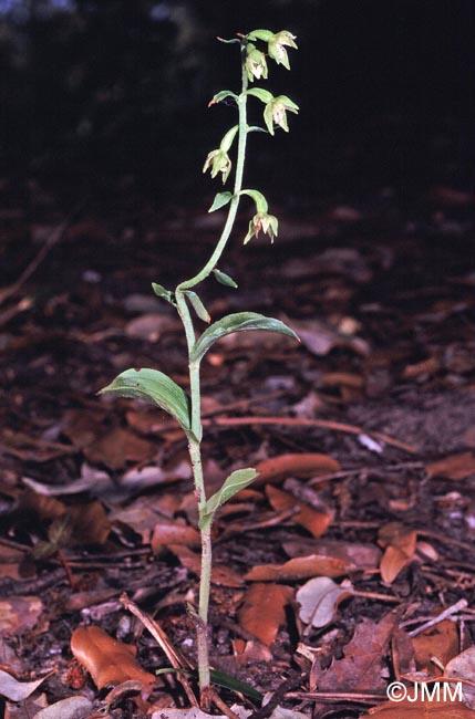 Epipactis phyllanthes var. olarionensis