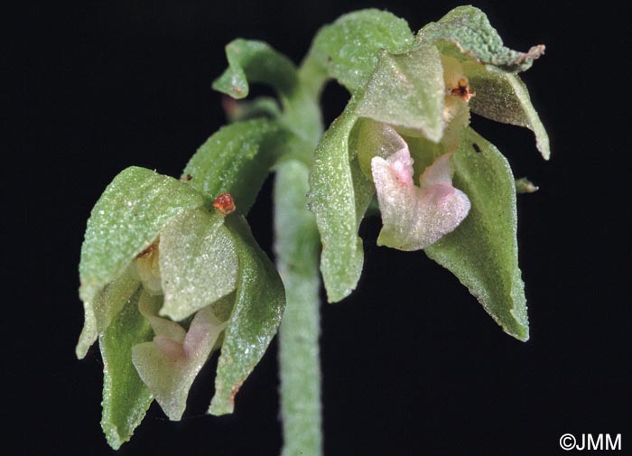 Epipactis phyllanthes var. olarionensis