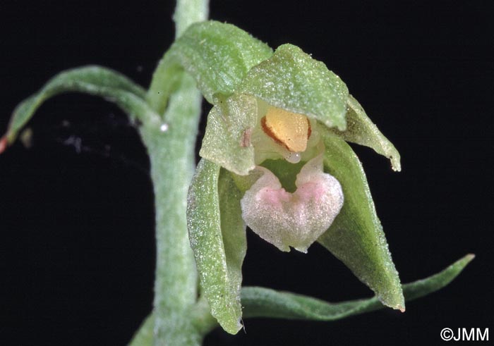 Epipactis phyllanthes var. olarionensis