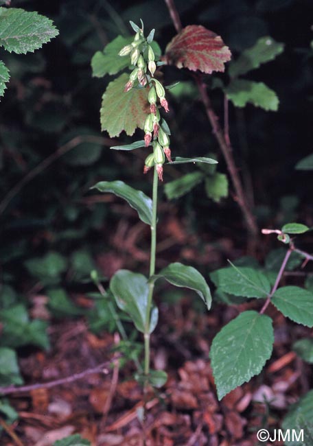 Epipactis phyllanthes var. olarionensis