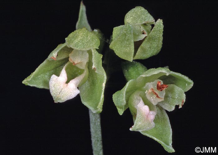 Epipactis phyllanthes var. olarionensis