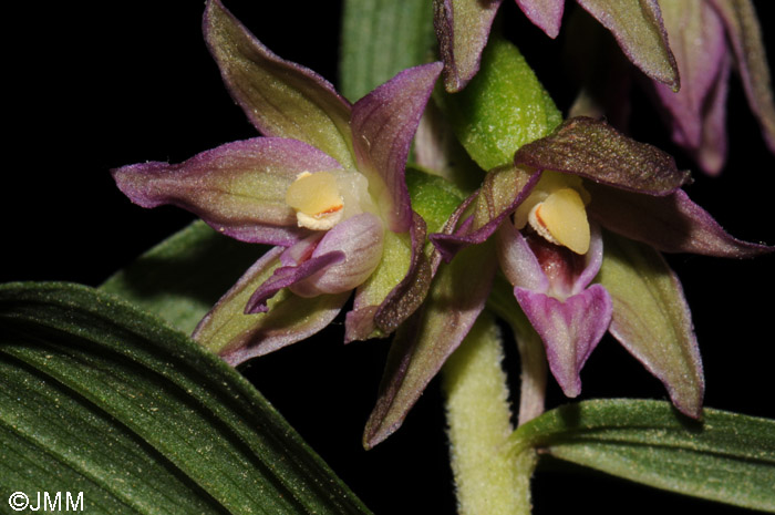 Epipactis placentina