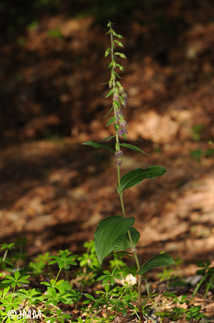 Epipactis placentina