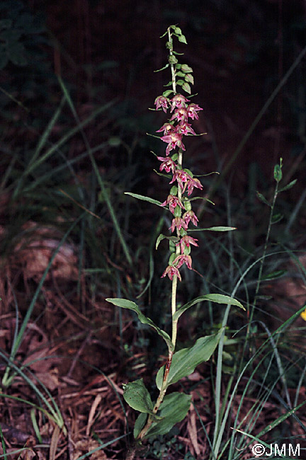 Epipactis placentina