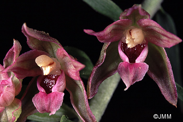 Epipactis placentina