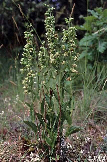 Epipactis provincialis