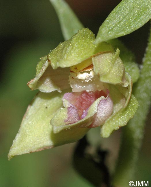 Epipactis provincialis