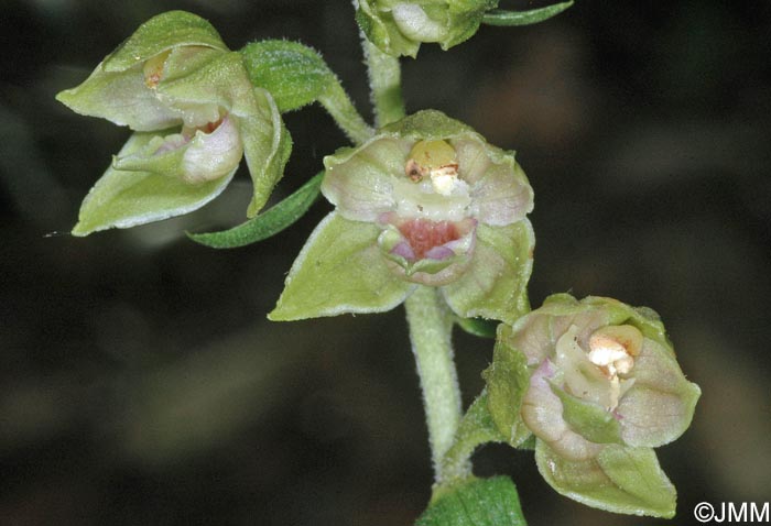 Epipactis provincialis