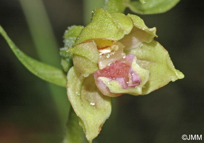 Epipactis provincialis