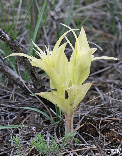 Epipactis provincialis