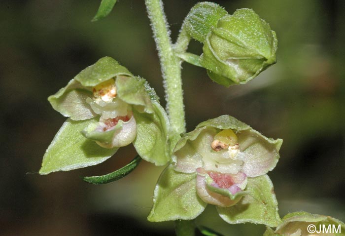 Epipactis provincialis