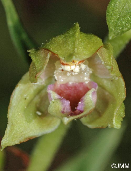 Epipactis provincialis