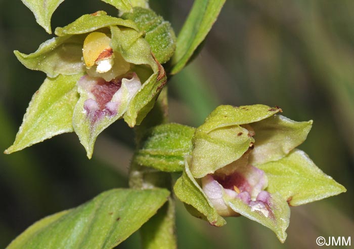 Epipactis provincialis