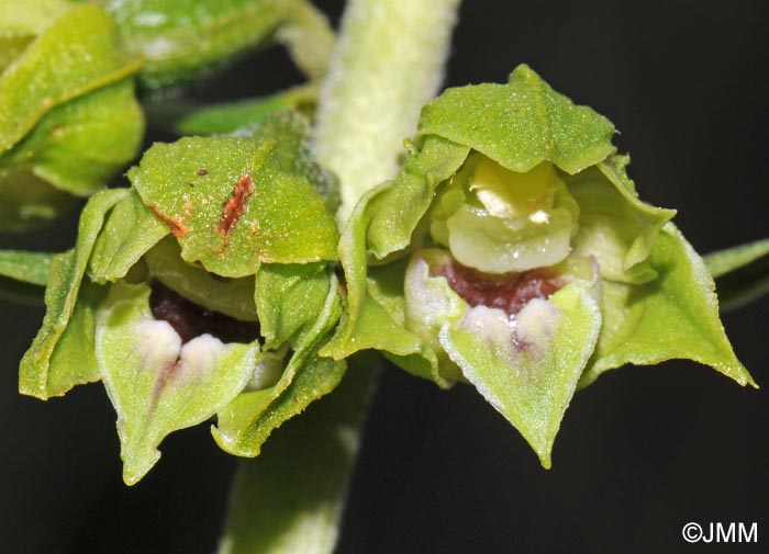 Epipactis provincialis